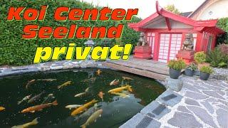 Der private 30000 Liter Koi Teich von Koi Center Seeland!