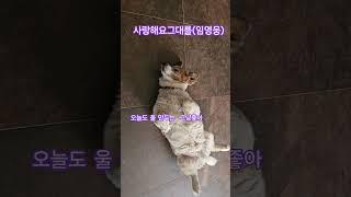 #임영웅 #사랑해요그대를 #미스터트롯 #트로트 #반려견