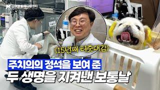 같은 날 입원한 두 생명을 살린 이 병원 '터줏대감 주치의'🩺 #진료처치센터장 #고려동물메디컬센터