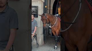 GUARDS KIND ACT  | Horse Guards, Royal guard, Kings Guard, Horse, London, 2024