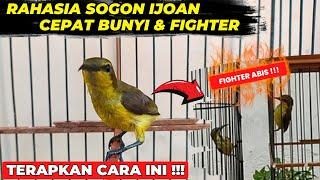 TIPS AGAR SOGON IJOAN CEPAT BUNYI & BERMENTAL FIGHTER