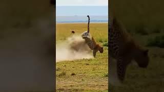 A brave leopard fights back a big Lion #wildlife #lionpride