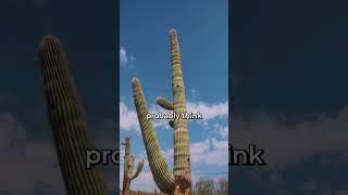 How to Heal your Saguaro Cactus