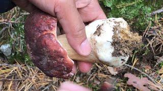 FORAGING MUSHROOM! KING BOLETE!!! FUNGHI PORCINI, SHEEP POLYPORE AUTUMN CHANTERELLE. ASMR.