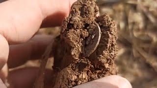 СЕРЕБРО В ПОЛЯХ#РАСКОПКИ В ПРУССИИ#WW2 METAL DETECTING