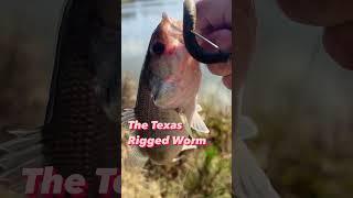 Fishing back to the basics