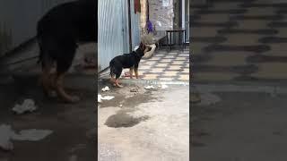 Как мы пытаемся погладить собаку #shorts