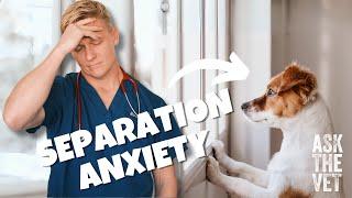 Help my dog has separation anxiety! | ASK THE VET with Dr Scott Miller