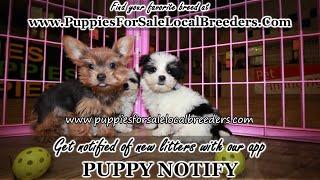 Teddy bear, Cavapoo, Yorkie, Bichon Frise, Puppies For Sale, Atlanta, Georgia Local Breeders