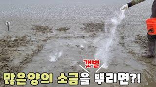 갯벌에 소금 마구마구 뿌리면?! 맛조개 미친듯 나올까? sprayed a lot of salt on the mud flat