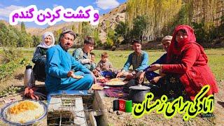 آماده گی برای زمستان کشت کردن زمین ها wheat cultivation