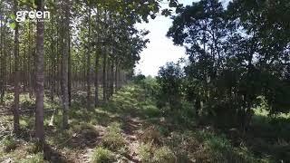 GREENIS TIMBER  FSC - Teak plantation flyover