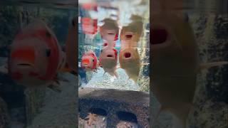 Japanese Gutter  By Wild Adventures