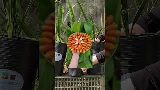 loại giống chà là ăn xanh vẫn ngọt #0358392227 #chalanuoicaymo
