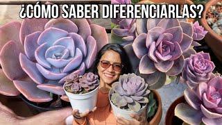 Diferencias entre la E. PERLE VON NURNBERG y la ECHEVERIA DUSTY ROSE  | Jardines by Angie