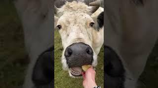 Старенькие коровы на пенсии. #cow #cowvideos #cowlife #коровы