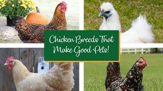 Chicken Breeds That Make Great Pets!