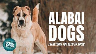 Alabai Dogs 101: Everything You Need To Know