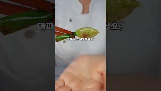 대파꽃 혹시 드셔보셨어요? #대파꽃구이
