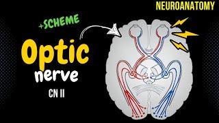 CN 2: Optic Nerve (Scheme, Pathway, Lesions) | Neuroanatomy