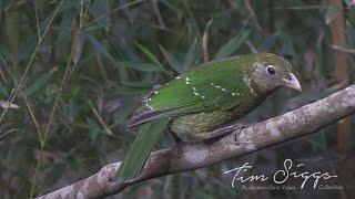 Green Catbird (Ailuroedus crassirostris) HD Video Clip 1 / 1