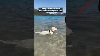 Jimmy's First Swim: Overcoming Hesitation and Paddling in the Lake!