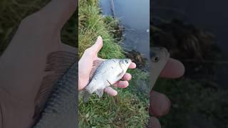 Расставляйте правильно приоритеты #донка #рыбалка #fishing #удилище #рыба #карасьнаудочку #карась