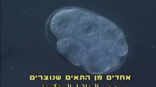 יצירת עובר, הפריה