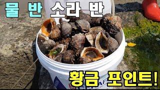 통제도 없는데 대박입니다 물 때만 맞으면 못 들고 나와요.I can`t bring out because there`s a lot of conch.#Conch#Catch#해루질