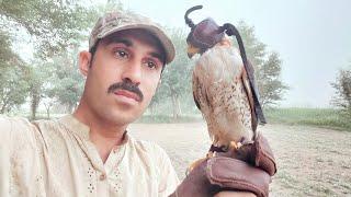 Training and tips for falcons in Pakistan