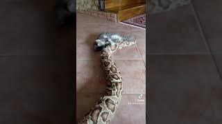 Python VS Luna (naughty cat )