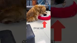 큰 간식을 친구에게 준 강아지... 상상도 못한 이유 #동물 #강아지 #강아지간식
