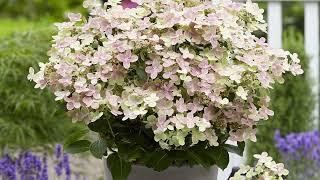 Hydrangea Early Evolution - The World's Earliest Flowering Panicle Hydrangea