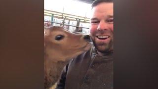 Upstate NY dairy farmer cheers up sick boy, 4, who loves cows