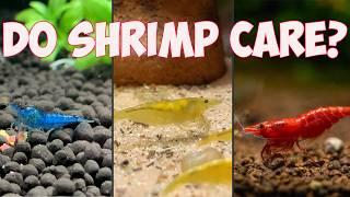 Shrimp Keeping Basics Pt2 - Which Substrate is Best?