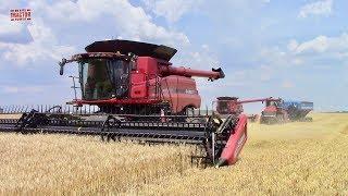 Big Case IH Wheat Harvest