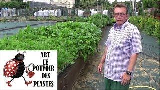 Conseils jardinage :Permaculture 2018 :récolte légumes racines: Potager urbain