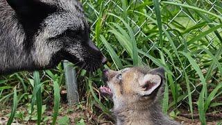 A week of SAVEAFOX clips