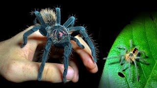 Monstrous tarantulas in a Colombian jungle