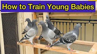 How to train Young Racing Pigeons babies on loft | Racing Pigeons Training