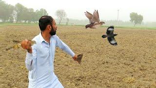 Fantastic bawal of quail and myna to shikra || Raptors Today