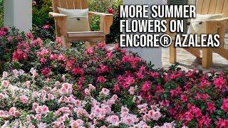 How to Increase Summer Flowers on Encore Azaleas