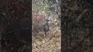 Camouflaged Deer Among Trees