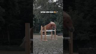 Unsere selbst gebauten Sprünge 🪚 #horse #equestrian #pferde #tutorial