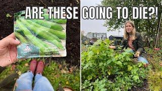 WHAT'S GOING ON WITH THESE?! / ALLOTMENT GARDENING UK