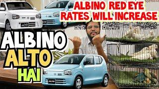 Albino ( Suzuki Alto Hai ) Albino Red Eyes Rates will Increase!