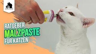  Malzpaste für Katzen | Vor- und Nachteile | sinnvoll oder schädlich? | Tipps & Tricks