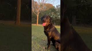 1 Year Old Lab Inductive Retrieve 3 #arcticmonkeys #labrador #barkley