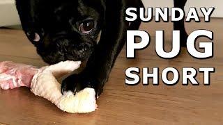 Can dogs eat raw chicken?