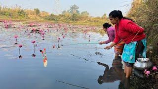 Fishing video| Hook Fishing Lotus pond | The lady caught fish in the Lotus pond of the village today